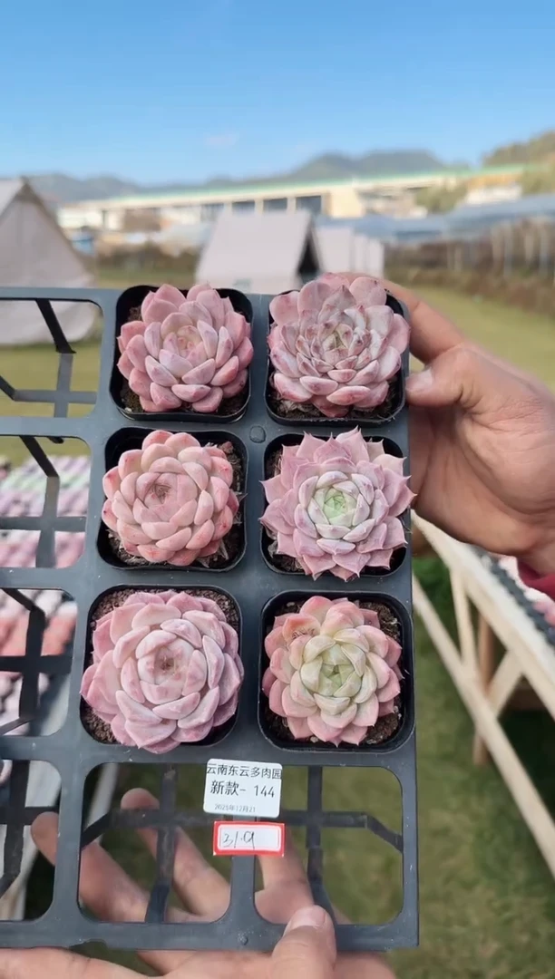 东云多肉园新款-144
