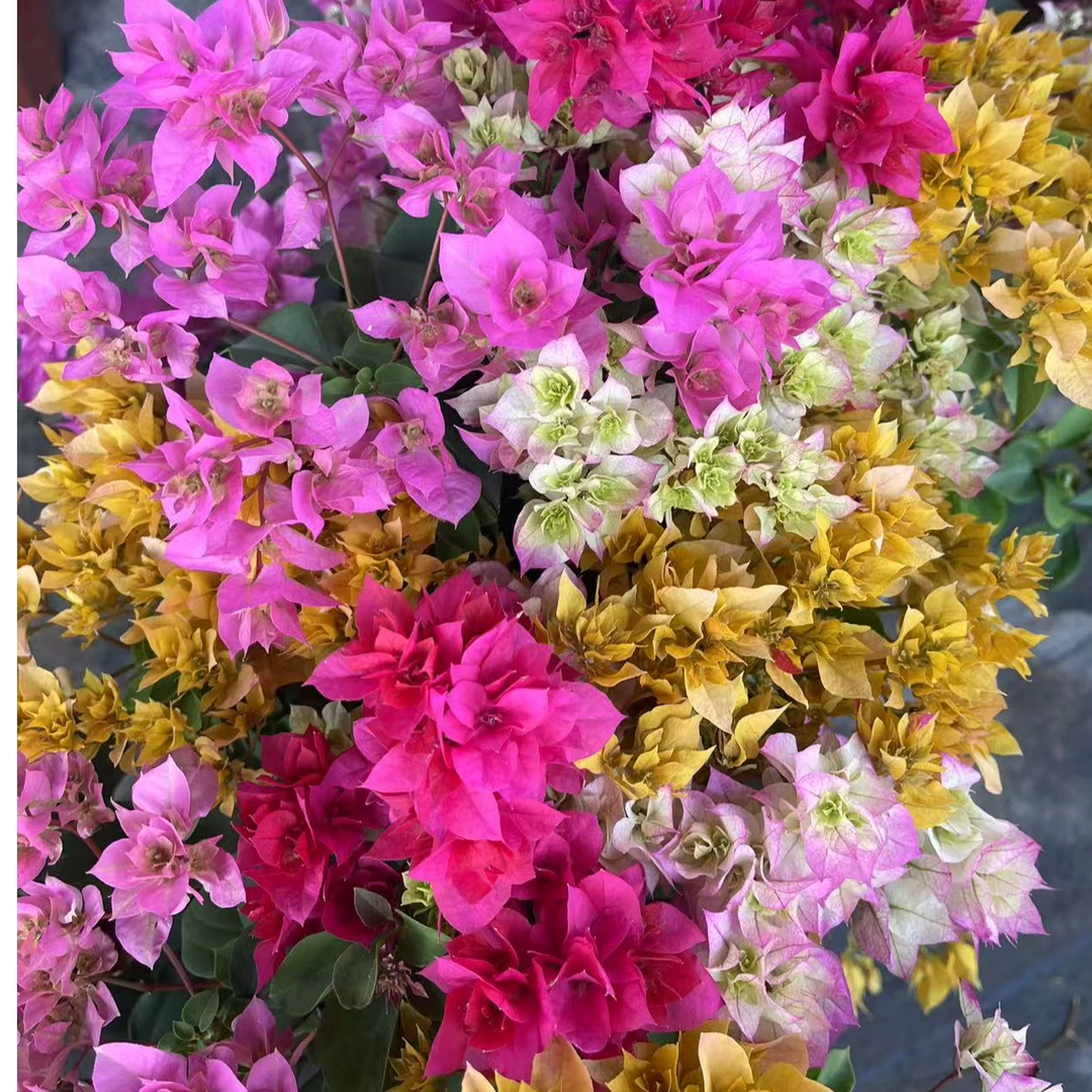 【四喜临门】（四色混栽）三角梅花卉勤花四季开花基地直发