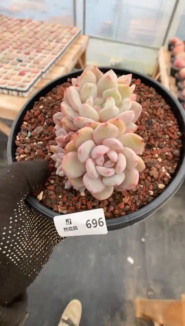 【闪购商品】696一物一拍