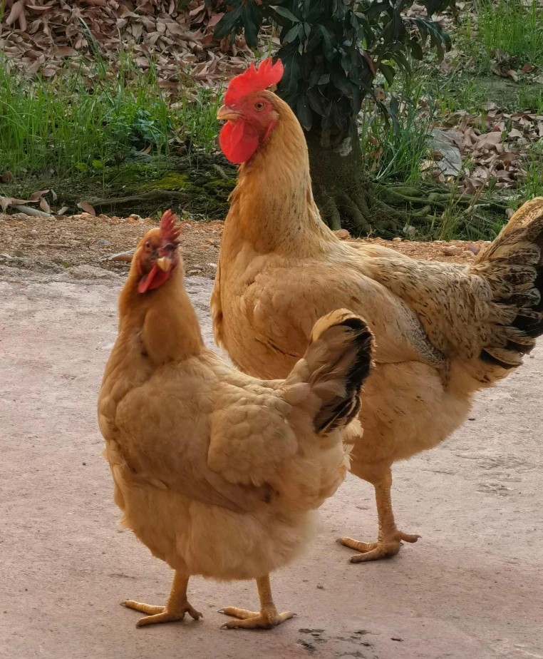 【助农代卖】农户自家散养土鸡，新鲜现杀真空锁鲜顺丰冷链发货