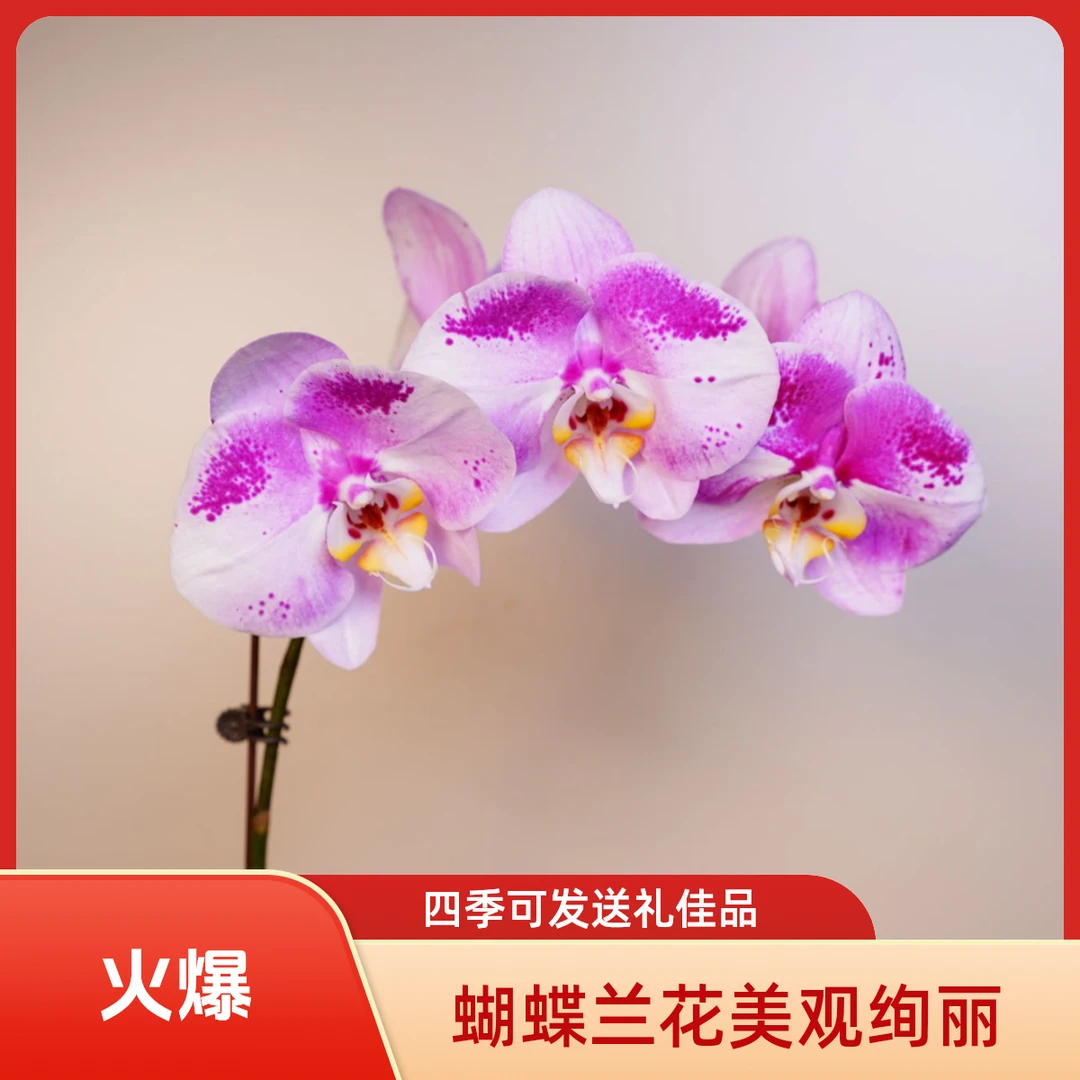 悠花里蝴蝶兰【蝶中之王】全花开花珠发货