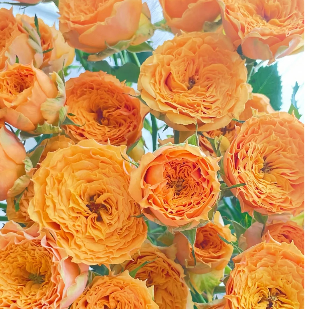 【独鬏鬏优选】A级鲜花 [利马索尔] 稀有多头玫瑰 浪漫鲜活