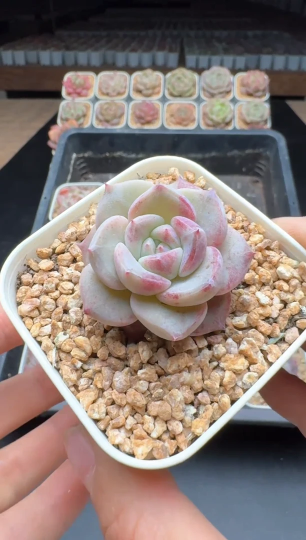 【闪购商品】675号一物一拍珍妮多肉花卉植物3颗起发