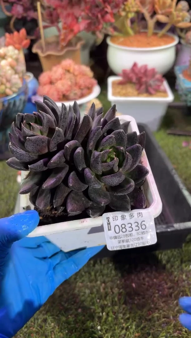 【闪购商品】08336