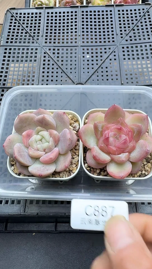 珍妮杂交多肉C887