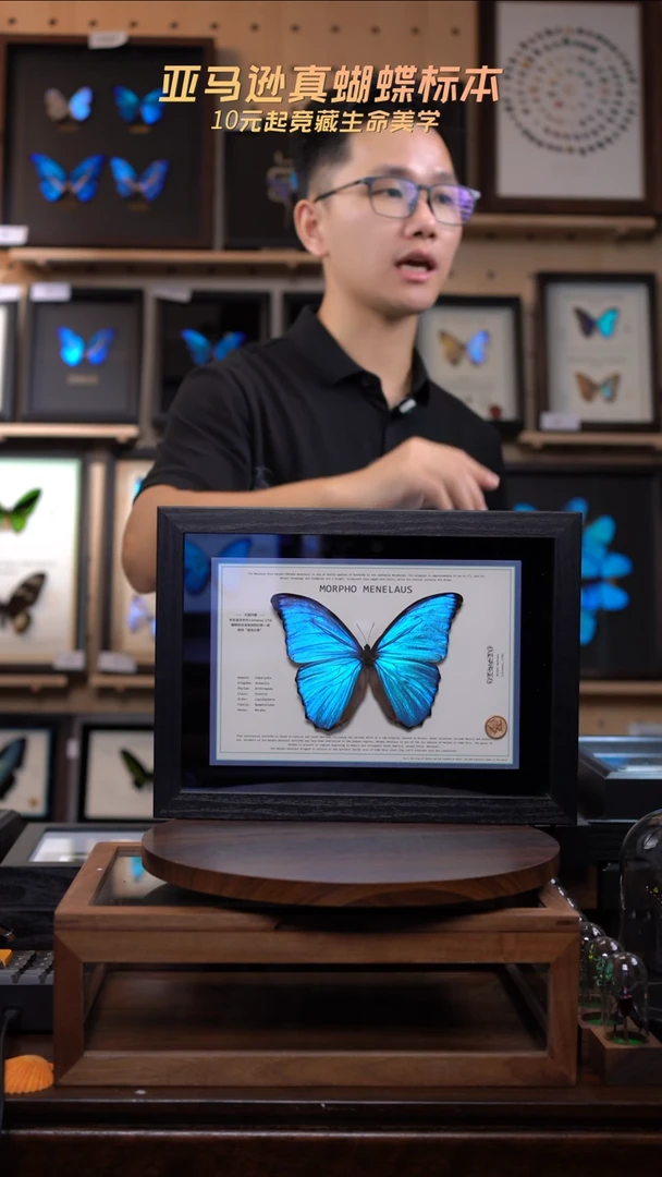 大蓝闪蝶新版本A4横版（带证书）