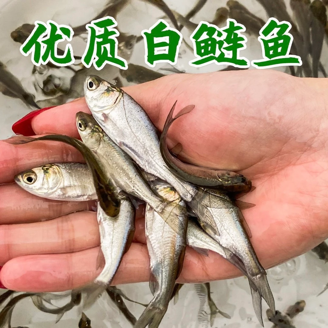 白鲢鱼扁鱼白鲢鱼喂水族宠物活饵料活体饲料鱼