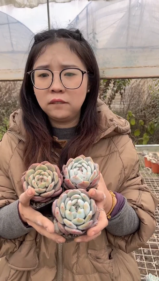 【闪购商品】62-包子橙三颗5