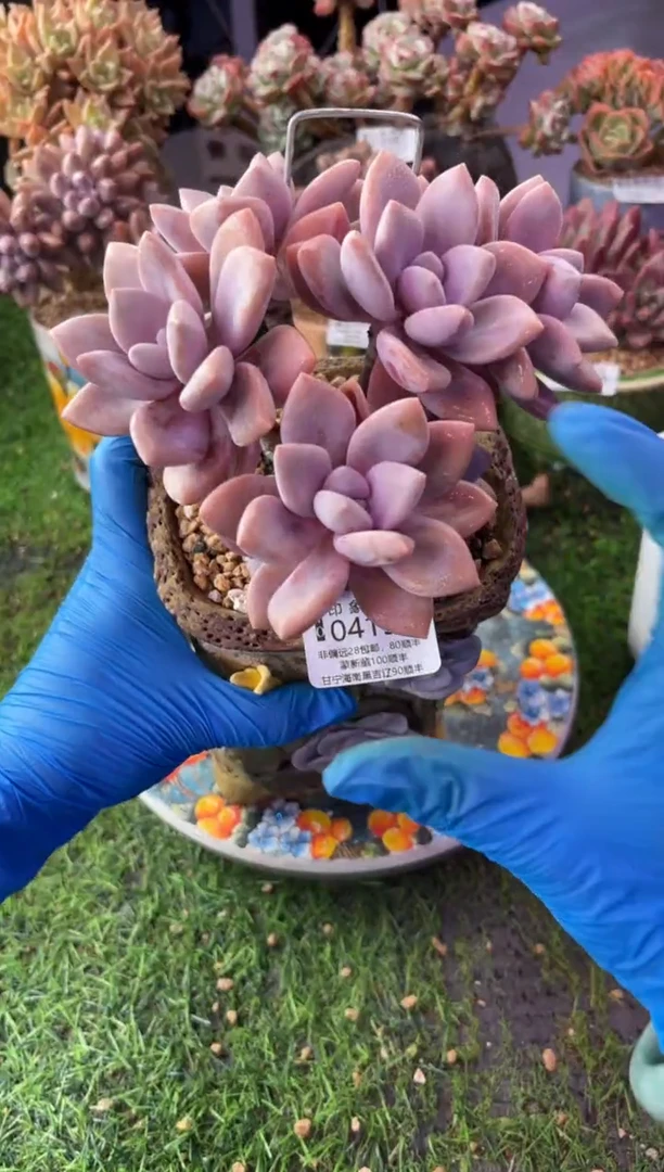 昆明印象多肉04158