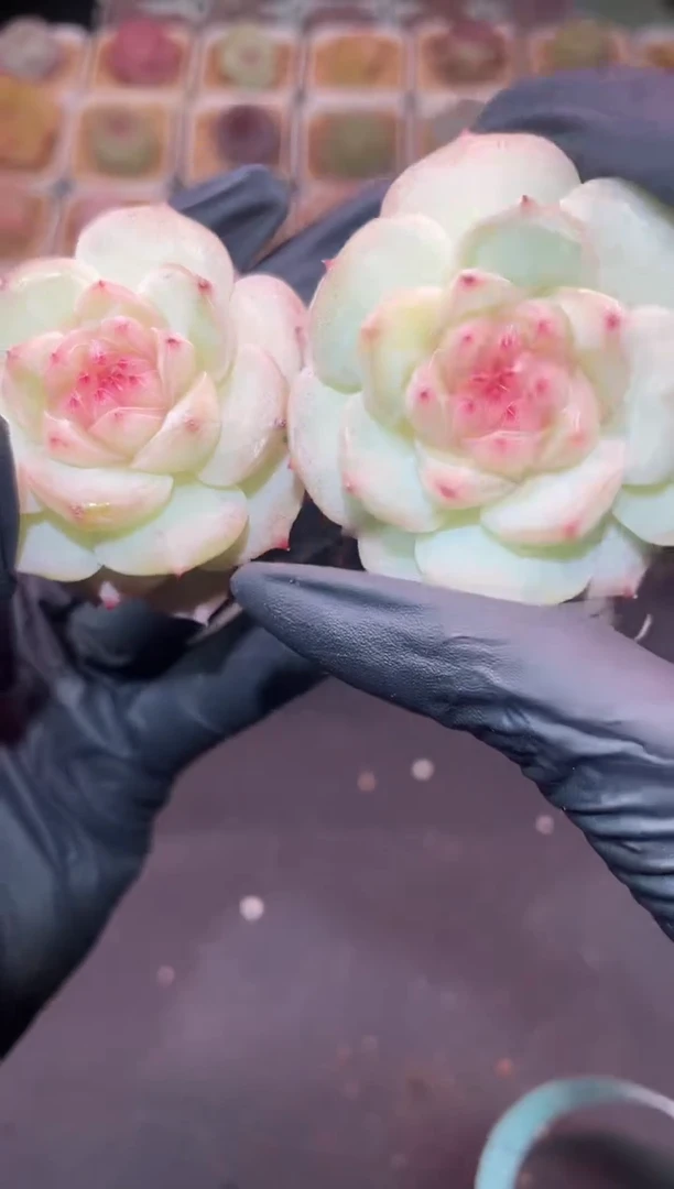 闪购332 寒月霜华多肉一颗   4-4.5厘米