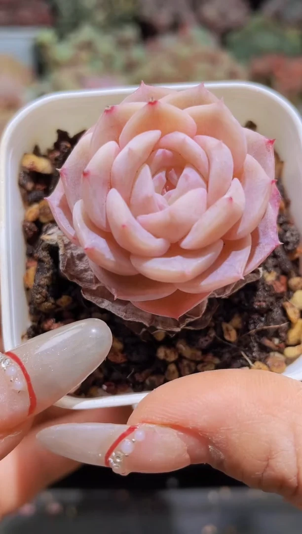 【闪购商品】097无名雪