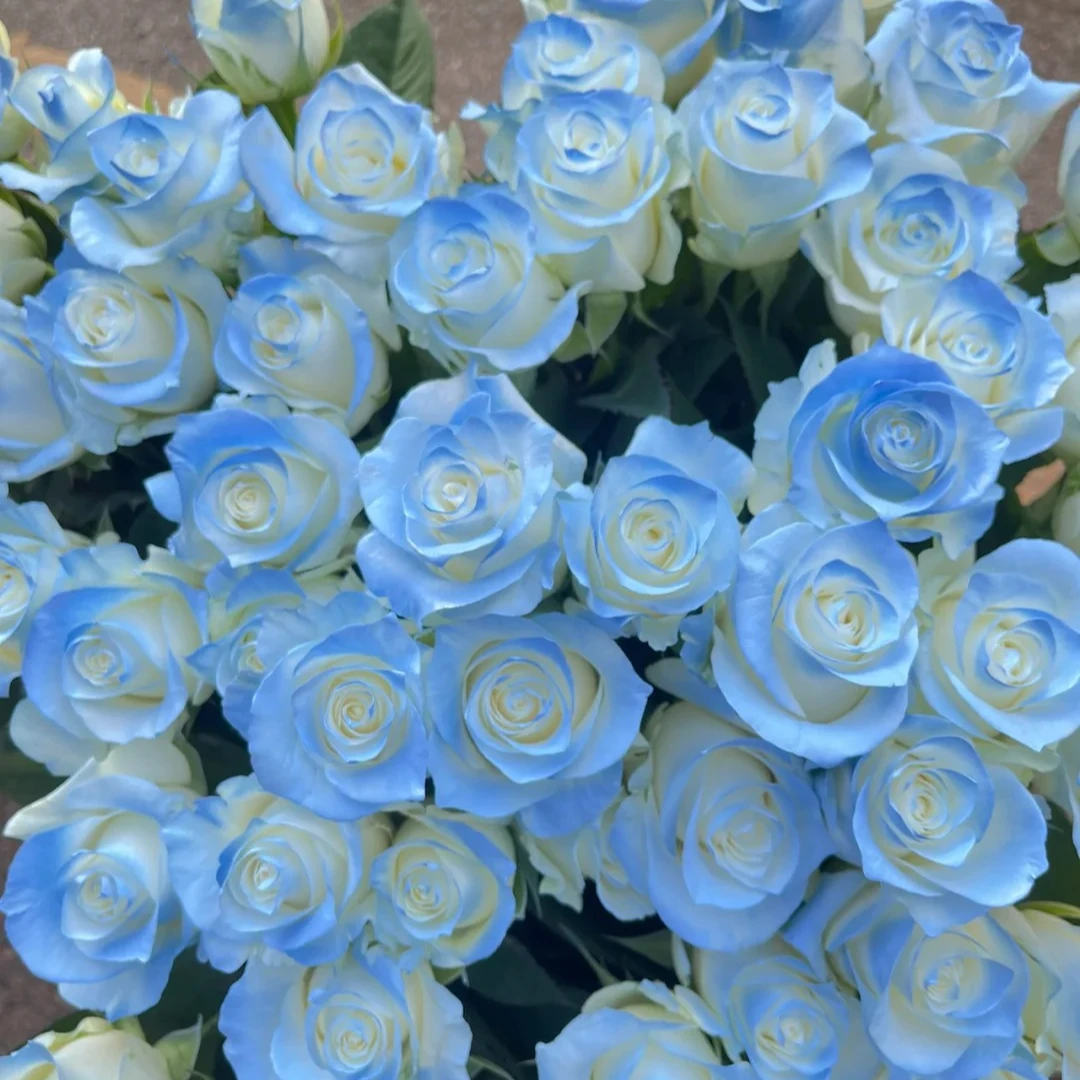 【10支碎冰蓝玫瑰喷色花】家居生活鲜花川渝地区次日达昆明基地鲜花批发包邮