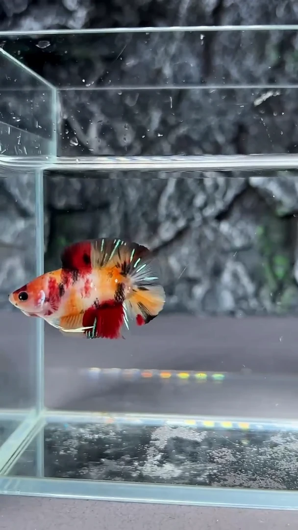 斗鱼竞拍链接S073