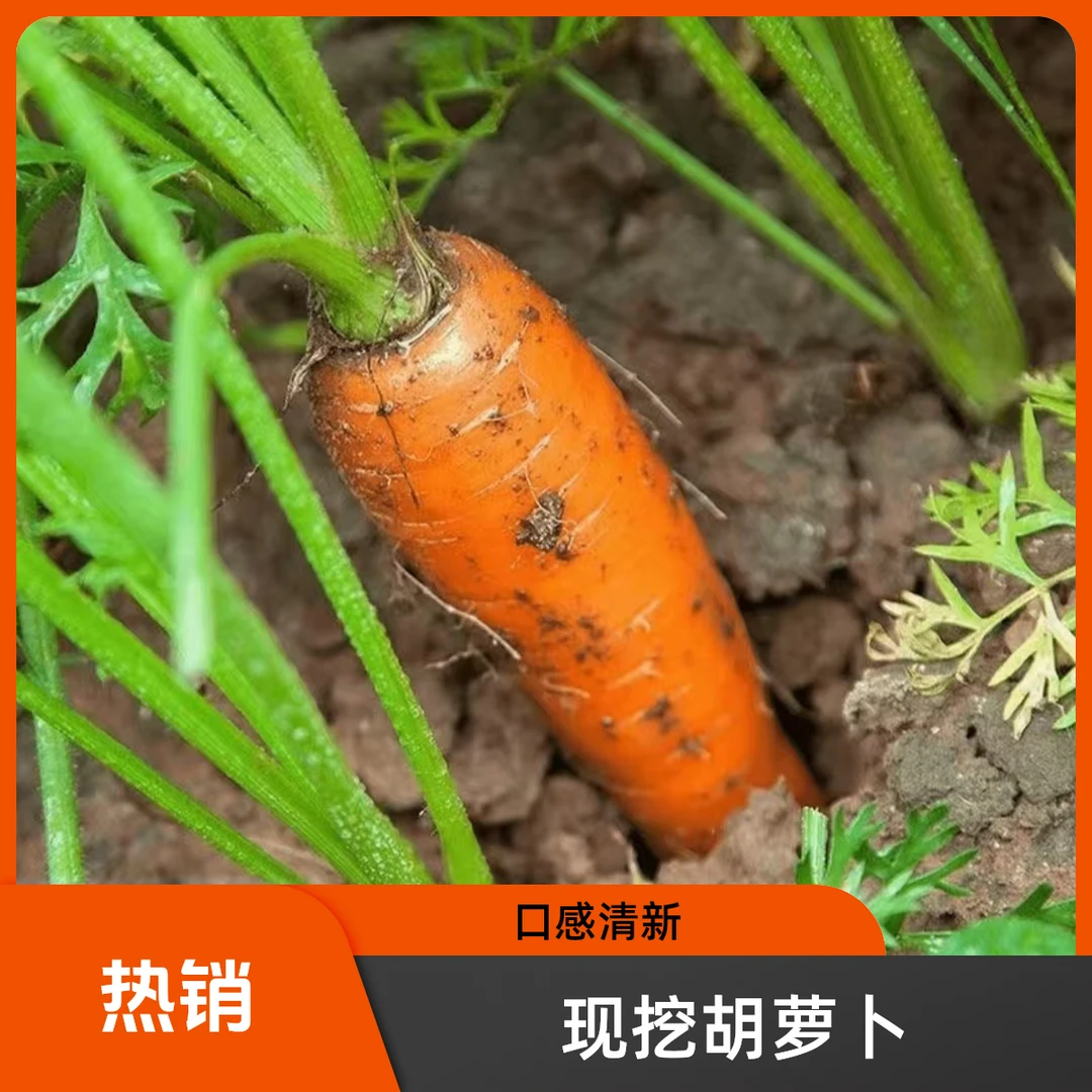 现挖带泥胡萝卜鲜艳的颜色和美味的口感它能够为你的菜肴清新气息