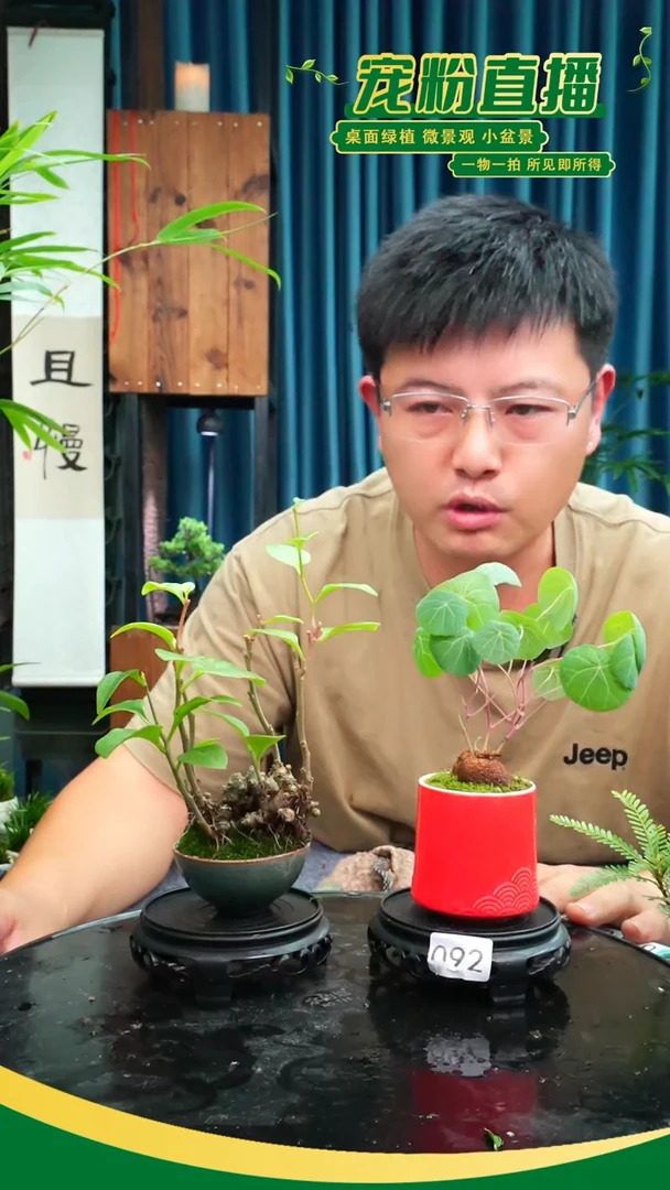无花朵泥*哥苔藓微景观092号