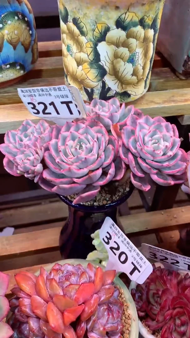 321T（一物一拍，精品多肉，w所见即所得 ）