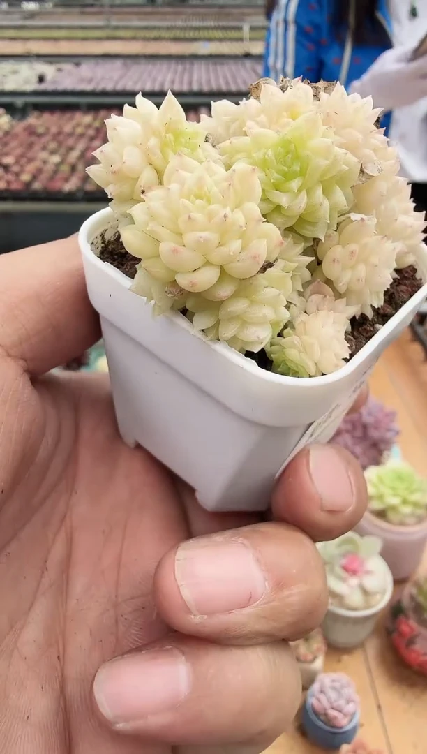 东云多肉园新款-306