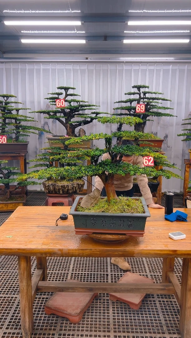 【闪购商品】紫砂精品盆景直播间一物一拍