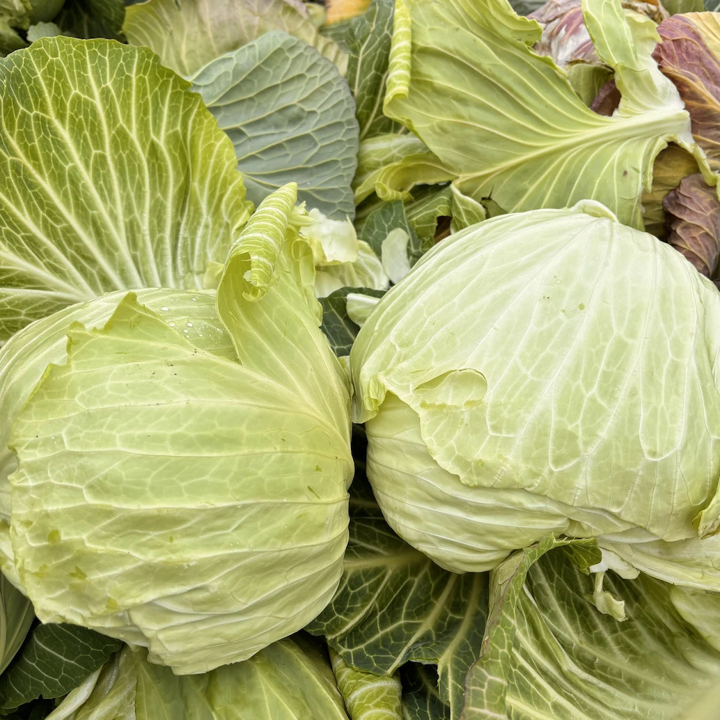 崇明蔬菜  甘蓝卷心菜 4斤装 现采现发