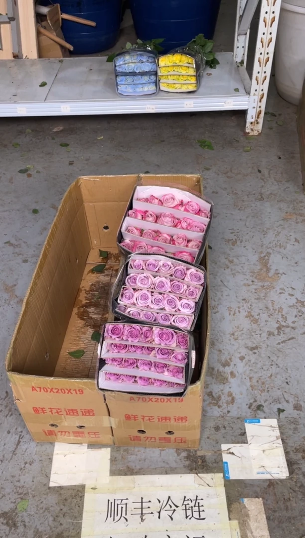 气场20枝+海洋之歌20枝+紫霞20枝