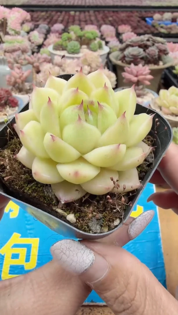 东云多肉园二店-129