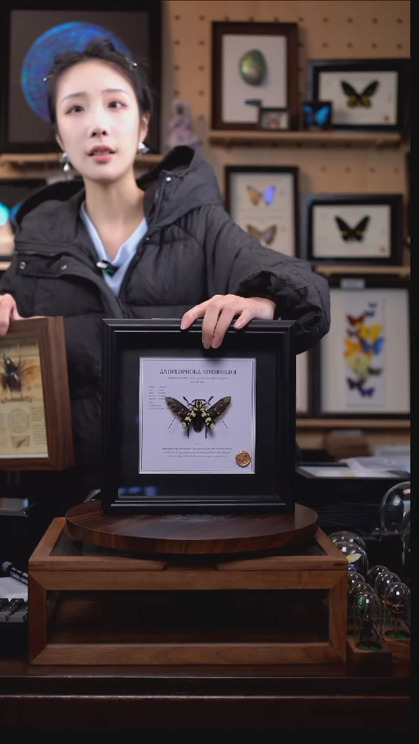 楝星天牛八寸方框火漆章版