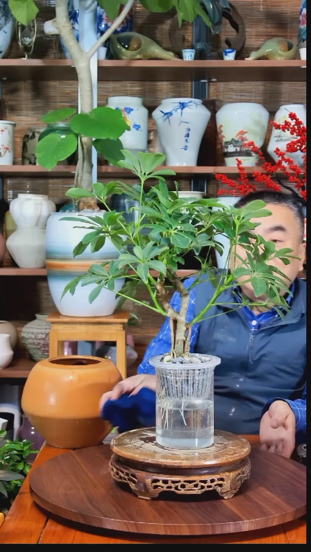 无花朵摆*水之韵水培鸭掌木不带瓶