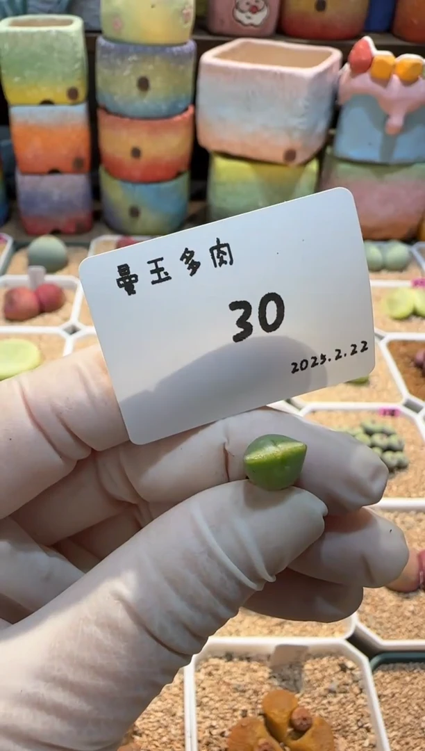 【闪购商品】25.2.22-30谷安