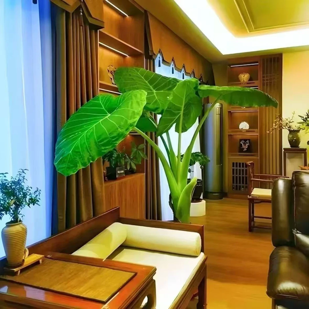 网红植物巨大象耳芋苗霸王芋大野芋室内客厅花卉大叶盆栽庭院植物