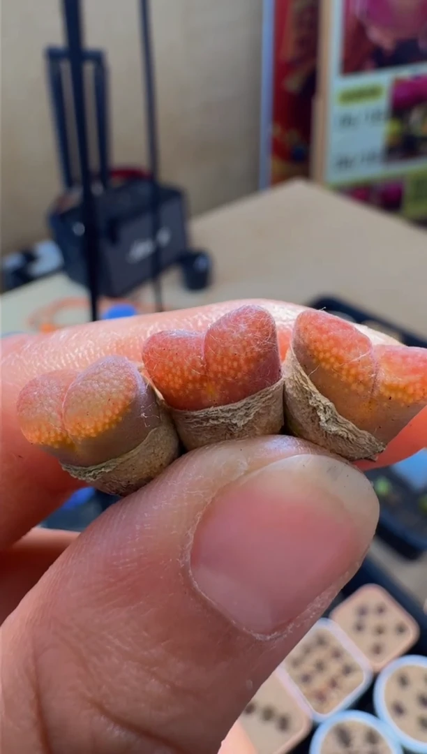 疯狂多肉石头340大型日系红草莓风铃一颗