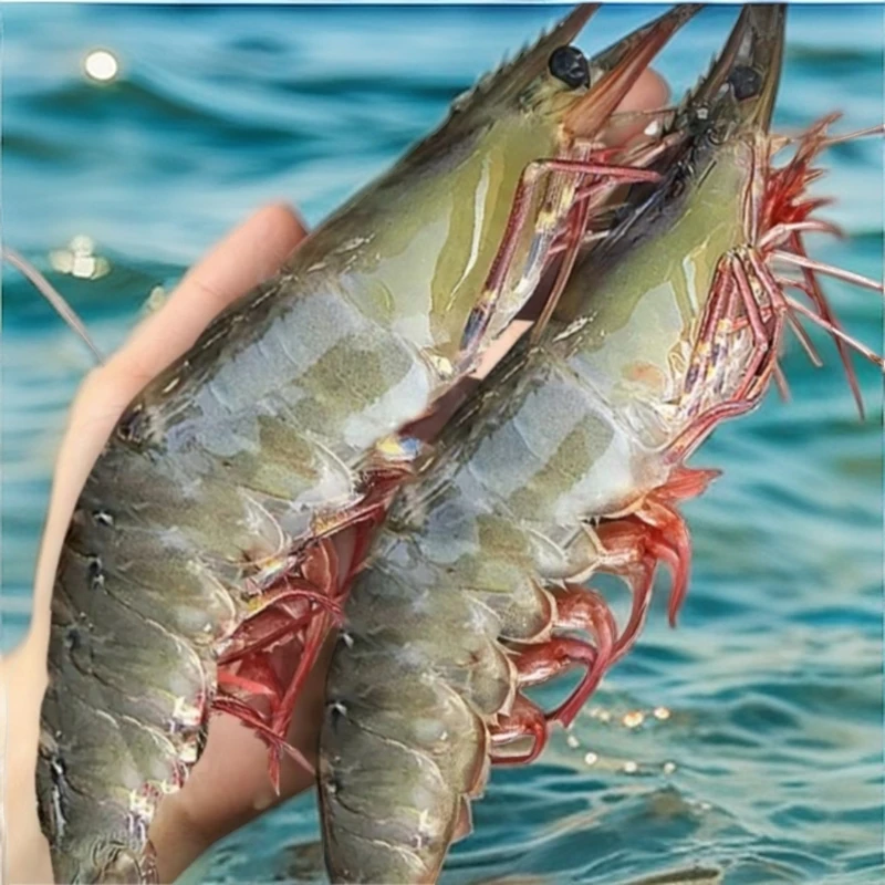 -【特大号规格海虾】新鲜美味 肉质紧实 到手5斤 顺丰冷链特快