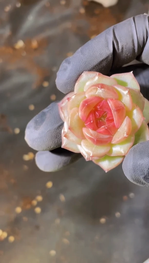 2495 红鲤鱼 量拍发一颗