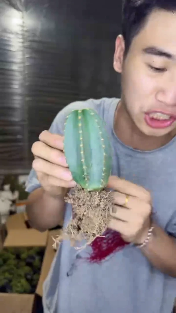 2颗 实生根 单头 微刺虾