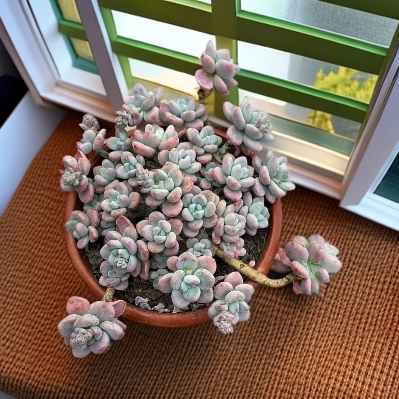 （满 15 包邮) #老桩大红洛神 脱土发货   以直播展示为准