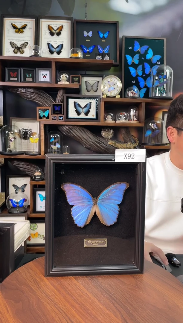 大蓝闪蝶-黑绒底版【10寸欧式框】X92瑕丝