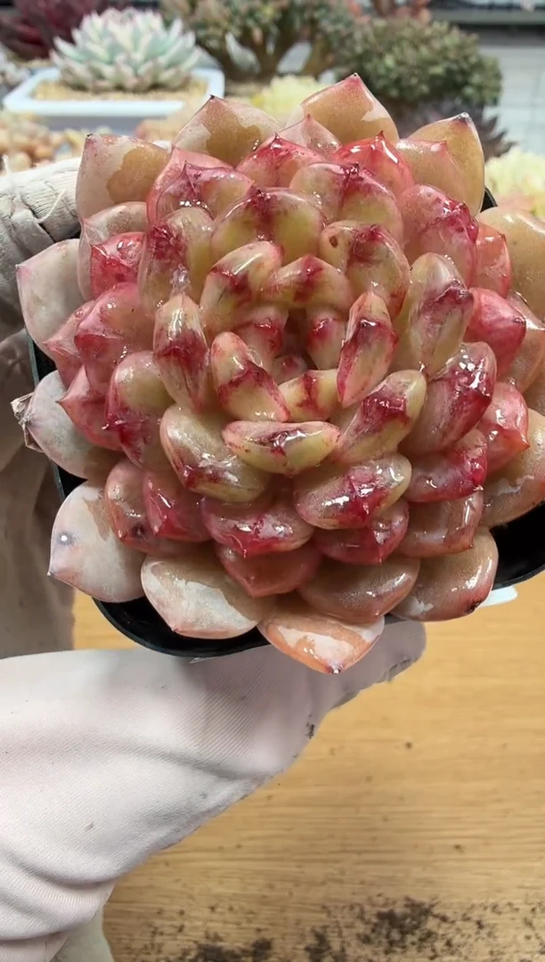 东云多肉园二店-142