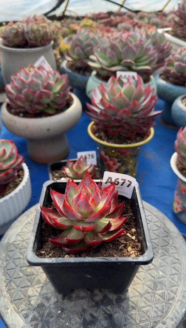 【闪购商品】A677惊鸿仙子（裸根发货）