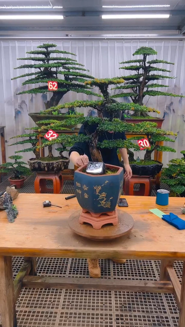 无花朵精品盆景直播间一物一拍