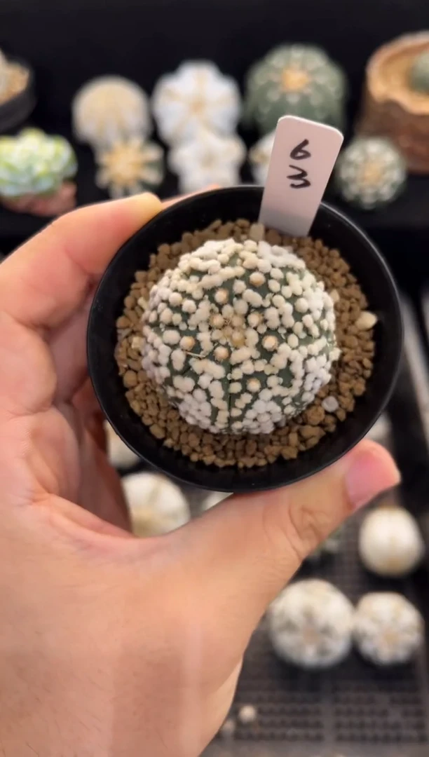 海星圣诞花园实生编码63