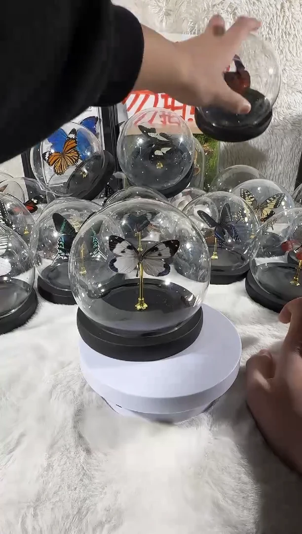 光辉荧斑蛾水晶球