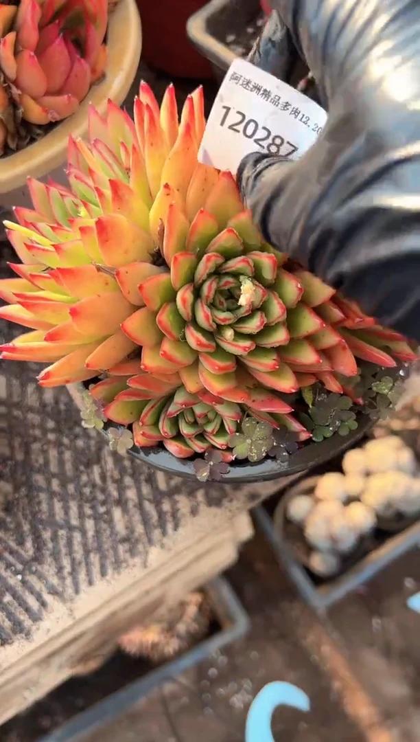 艺**人多肉植物一物一拍20287