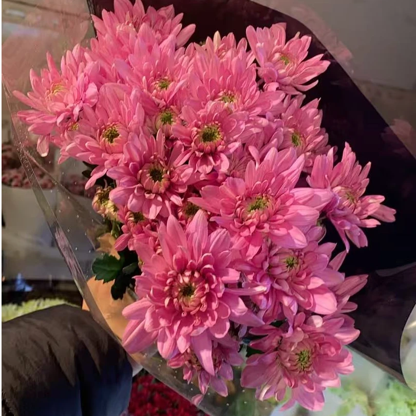 粉提卡 小雏菊全店任意N单一个运费