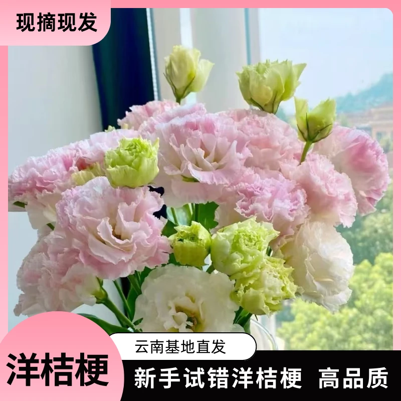 洋桔梗家用多头水养鲜花+送保鲜剂