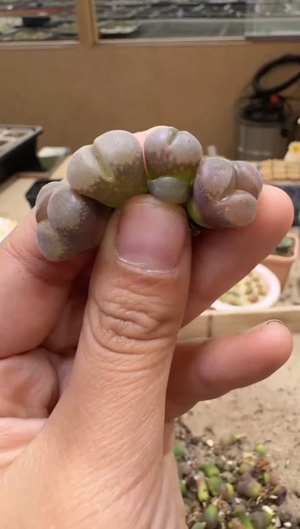 30-195多肉植物肉锥