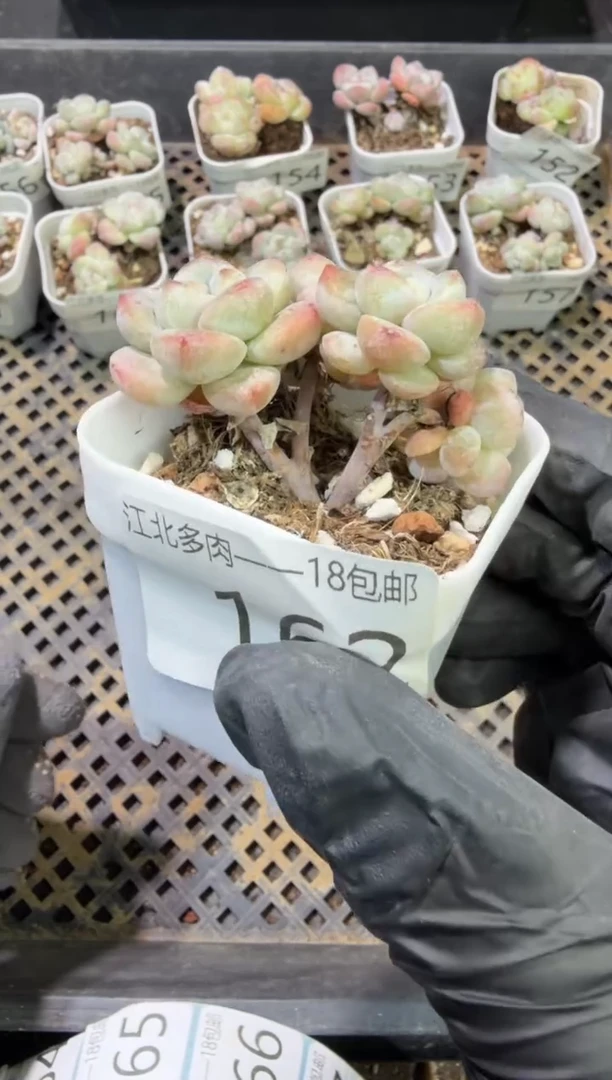 灰*娘162号江北多肉-到手（1）棵