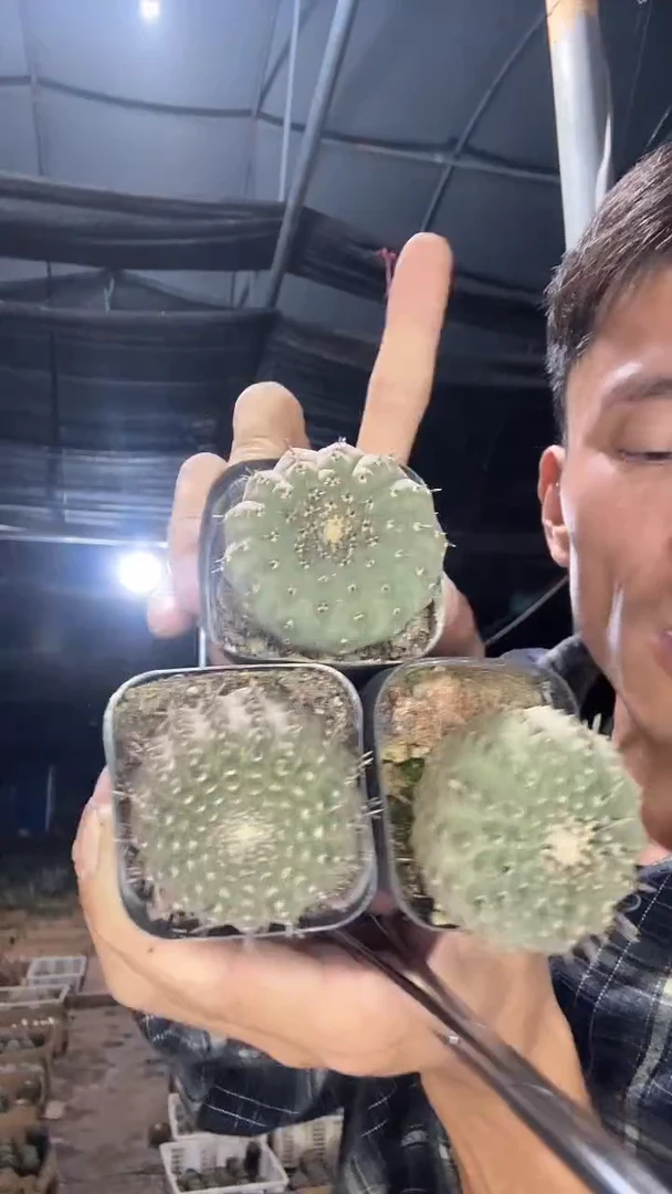 实生一根刺黑刺凤头29.99