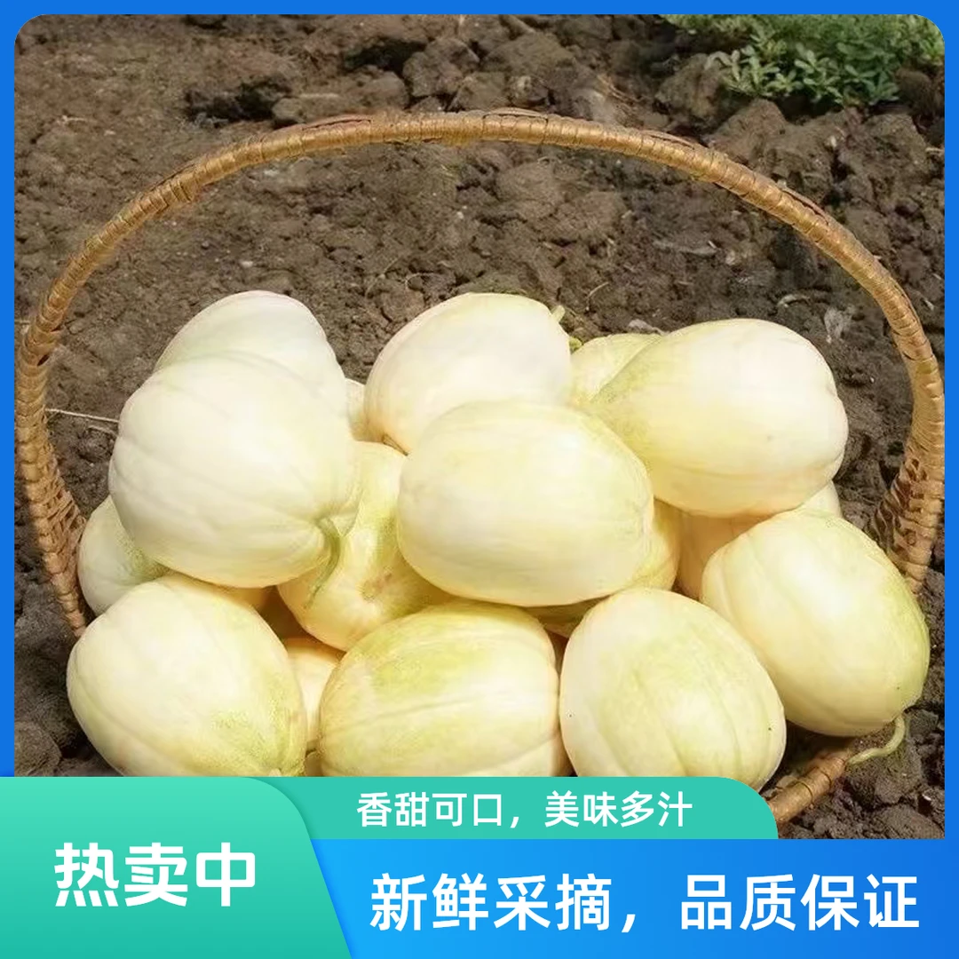 头茬巴盟香瓜1500g