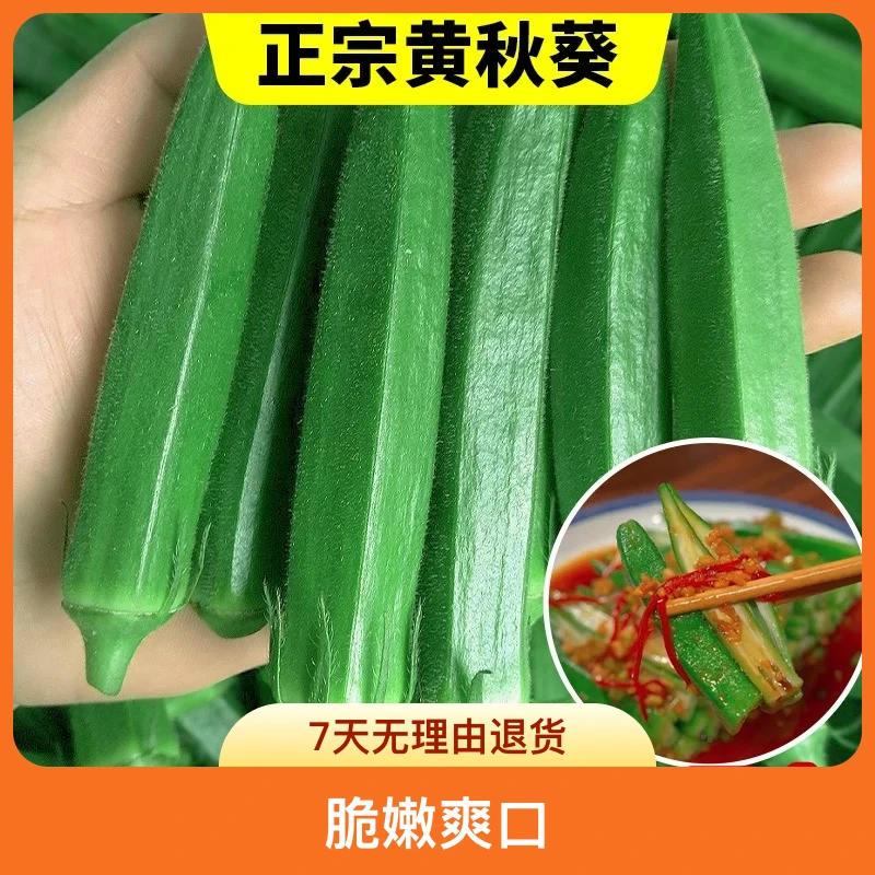奶油黄秋葵种子蔬菜种子秋葵秧苗