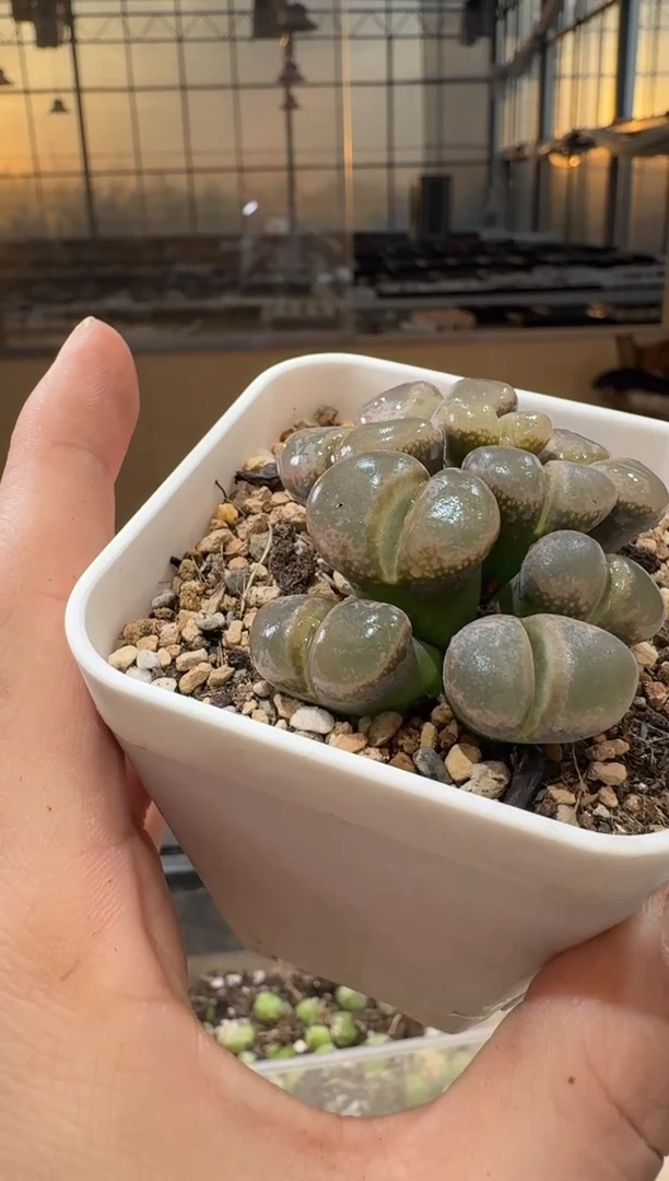 g*f10-472多肉植物肉锥