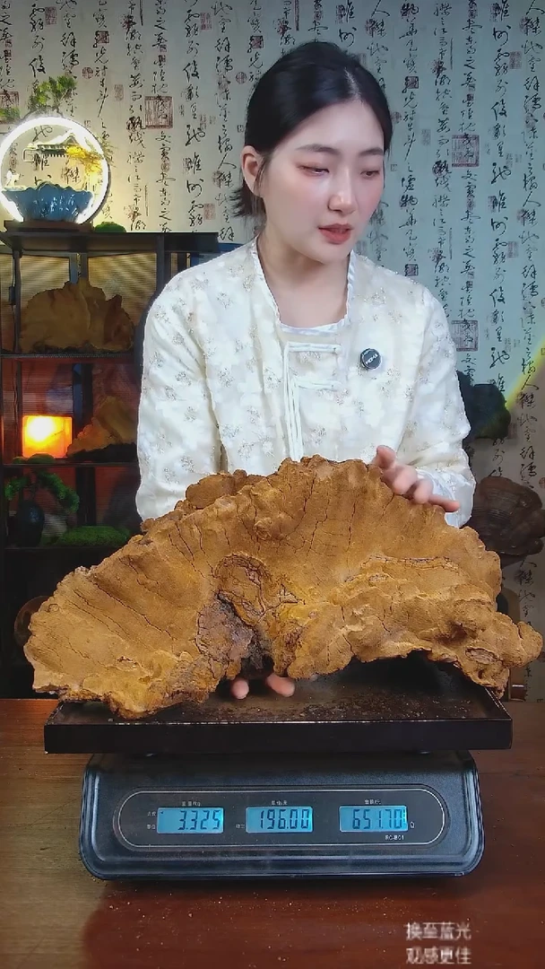 松针层孔菌中国大陆【藏区 野生】松树桑黄（6.62斤）70-50年份